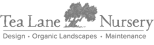 SEO-Client-Cape-Cod-Tea-Lane-Nursery-Logo